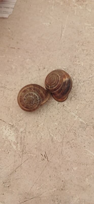 Ekzotik heyvan severler ve incesenet üçün dekorasiya axtarirsansa