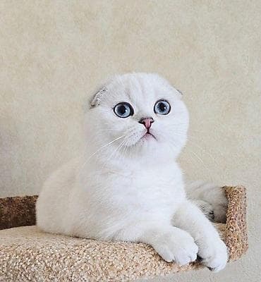 ev pişiki: Şotland, Erkək, Dişi, Yaxşı əllərə, Ünvandan götürmə, Pulsuz çatdırılma, Ödənişli çatdırılma — 8