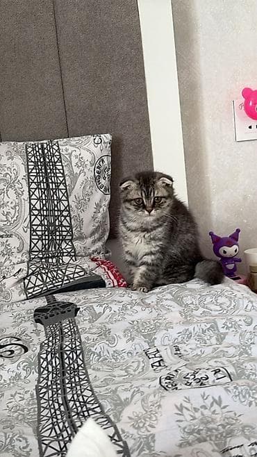 pisik ev: Şotland — 2