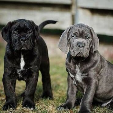 qafqaz coban itləri: Kane-Korso, 1 ay, Erkek — 3