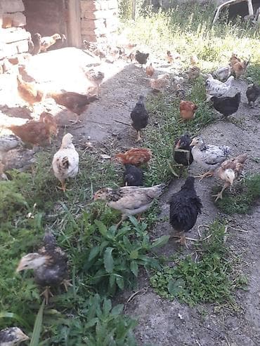 cüce: Satış üçün cücələr - Növ: kənd toyuğu (yerli qarışıq ət‑yumurta — 5