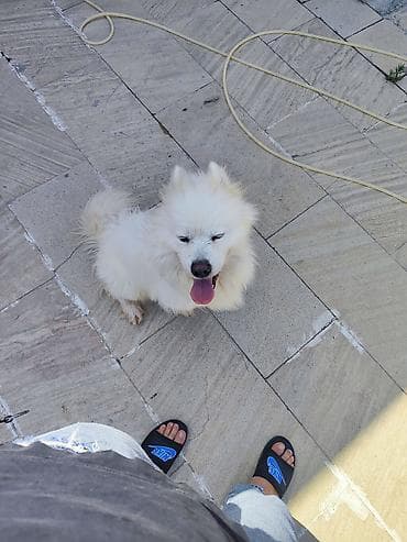 mini itler: Samoyed — 4