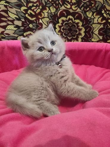 pişik üçün yataq: Britan, Ödənişli çatdırılma — 4