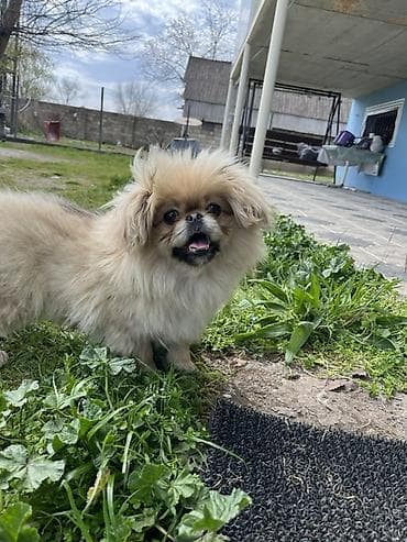 taxda qefes: Pekines, 10 ay, Erkek — 7