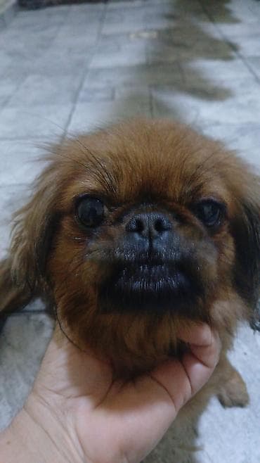 pulsuz it balalari: Pekines, 2 il, Dişi — 1