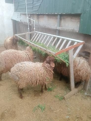 alpin keçisi satanlar: 3 erkək 2 disi quzular 9 ayliqdilar qala cinsi qarisiqdi.Diri cəkisi — 3