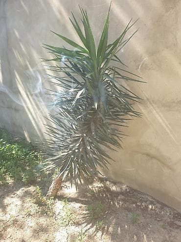 Çöl bitkiləri: Yukka (Yucca) dekorativ ağac - Növ: Yucca – iti, mızraqvari — 1