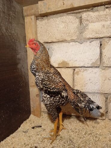 Mərmər effektli PVC panellər: Xoruz, Heyratı, il: 1, Ünvandan götürmə — 2