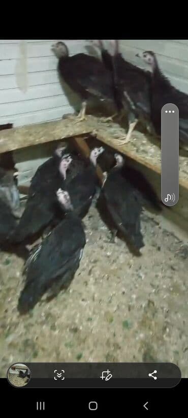 azerbaycan it adlari: Dişi, Amerika, Ətlik, Ünvandan götürmə, Ödənişli çatdırılma — 2