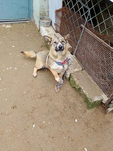 çoban iti adlari: İt – xırda/orta ölçülü, qısa tüklü, qulaqları dik, quyruğu toppuzlu — 1