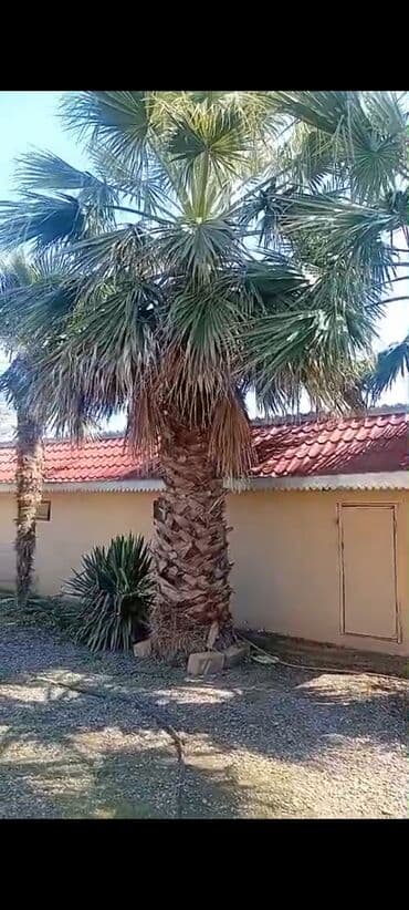 sultan daragi gülü: Palma wasinqton 20 ədəd — 6