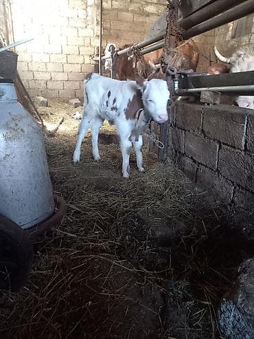 cins ineklerin satisi 2019: Dişi Süni mayalanma — 2