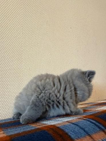 tap az it: Şotland, Erkək, Dişi, Yaxşı əllərə — 9