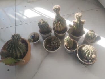 dibcek gulleri ve adları: Kaktus orxideya Şitilləri 5 azn. Adi kaktus 2 azn — 5