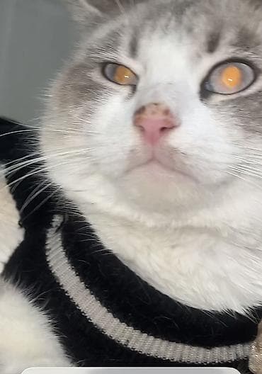 Heyvanlar üçün mallar: Şinşilla, Erkək — 4