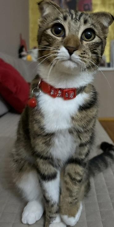 coban iti satisi: Tabbi, Yaxşı əllərə — 2