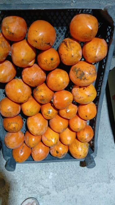 Xurma (şaron) – iri ölçülü, şirin və ətirli - Növ: şaron/xurma -