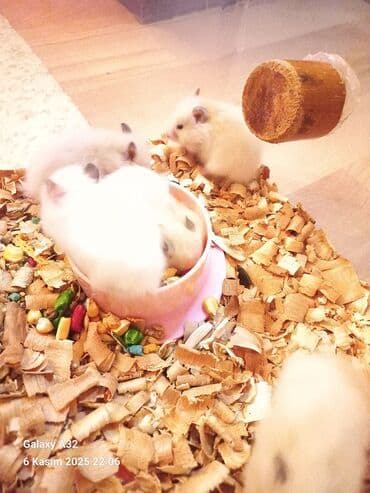 енот в баку купить: Sevimli hemsterlar nadir uzun tuklu olurlar böyüyəndə cinsi erkey və — 6