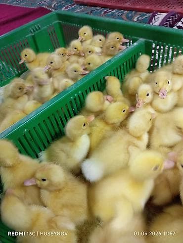 heyvanlar meymun: 15 günlük süper lider cucesi vaxsinadiyalari verilib Saba lasota — 8