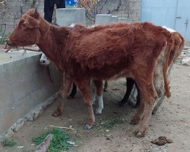 simmental ineklerin satisi: Dana, buzov, Dişi, Simental, ay: 4, 40 kq, Damazlıq — 7