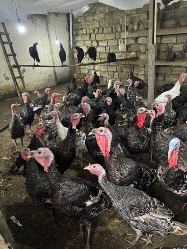 K/t heyvanları və malları: Məhsul: Hinduşka sürüsü Təsvir: - Şəkillərdə gördüyünüz damazlıq — 8