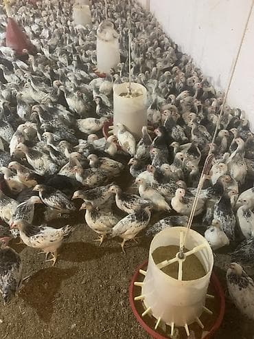 kend cucesi: Toyuq cücələri, Damazlıq — 6