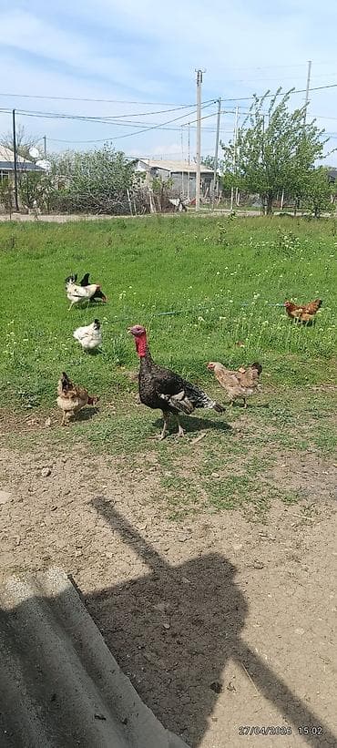 hinduska satisi: Самец, Для разведения, Самовывоз — 4