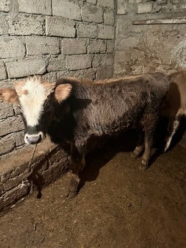 inək öd daşı: Məhsul: Dana (mal-qara) Təsvir: - Şəkillərdə müxtəlif rəng damarlı — 2