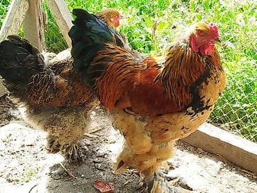 quslar type 1: Salam cavan 8 aylig temiz cins Brahma Gold cutu satilir xoruz yaxsi — 1
