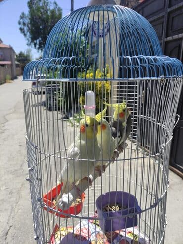 hələb kecilərin qiyməti: Korella Karella tutuqusu papuqay sevgi quşu nerazlucnik valnist 14 — 30