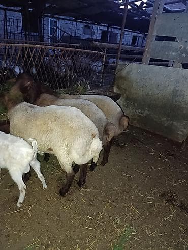 korpə quzu: SALAM HEYVANLAR TELEFONDA GORDUYUNUZ KİMİDİ CİNS QUZULARDİ HEYVANDAN — 7