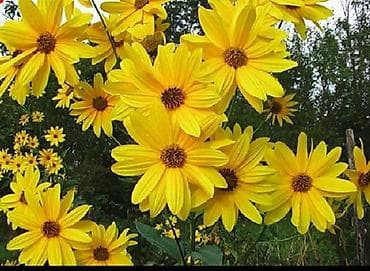 peygember ciceyi: Topinambur gülü Topinambur - yer alması bitkisi. Çiçəkləri — 1