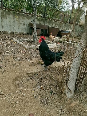 quslar: Xoruz, il: 1 — 3