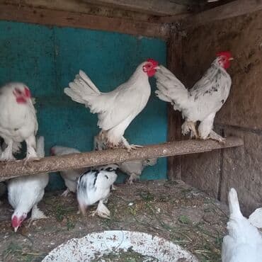 sort toyuq: 10 ədəd təmiz qan balaca sort yaponkalar satılır 7 ayliqdi lar — 1