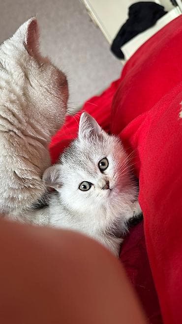 it pişik: Britan — 3