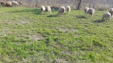 Коровы, быки: 8 ədəd quzıdı — 3