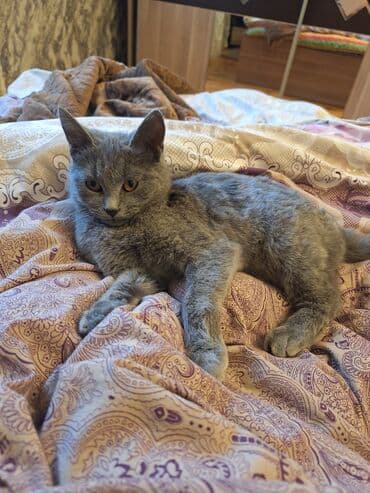 pişik cütleşdirme: Erkək, Dişi, Yaxşı əllərə, Ünvandan götürmə — 4