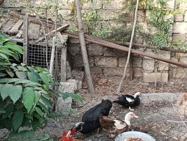 kuban ördek: Ağ rəngli, müxtəlif ölçülü ördəklər mövcuddur.Órdeyin 1í 20 manata — 5