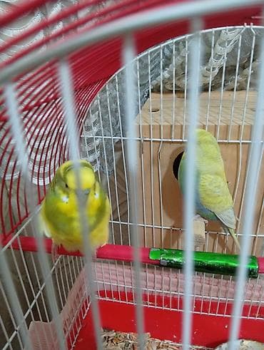 yem qabları: Məhsul: dalğalı tutuquşular və qəfəs dəsti - Növ: dalğalı tutuquşu — 5