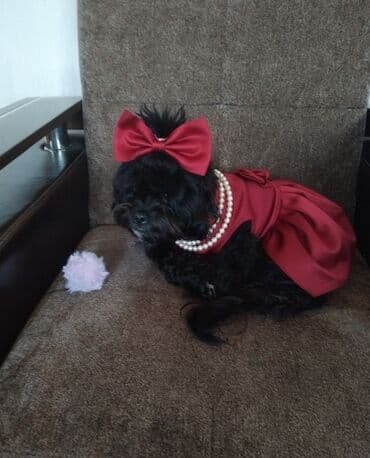 Pudel, 2 il, Dişi, Peyvəndli, Ünvandan götürmə