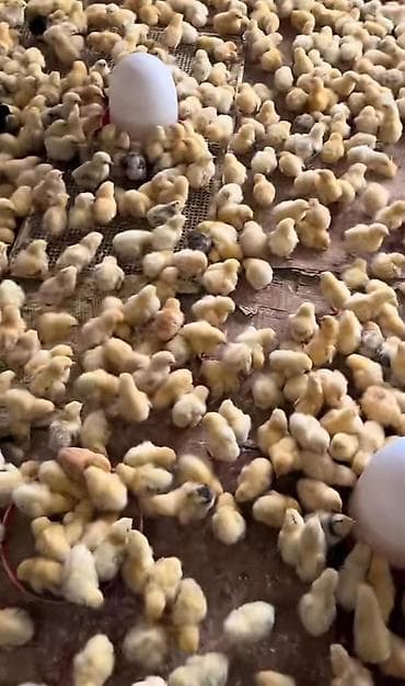 qaz cuceleri: Toyuq cücələri, Ətlik, Pulsuz çatdırılma — 1