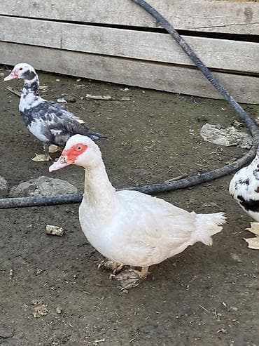 qus yuvalari: Lal ördəklər tam sağlar cavandılar 1 ilin fərələridi, 7 8 aylıqlarda — 5