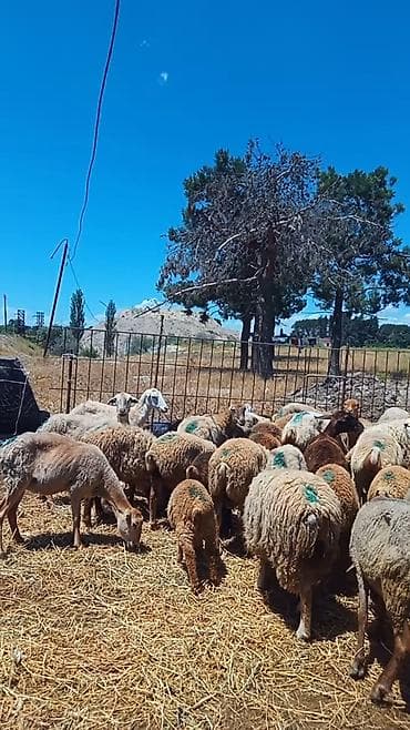qoyun mal: Dişi, il: 1, Damazlıq, Pulsuz çatdırılma — 7
