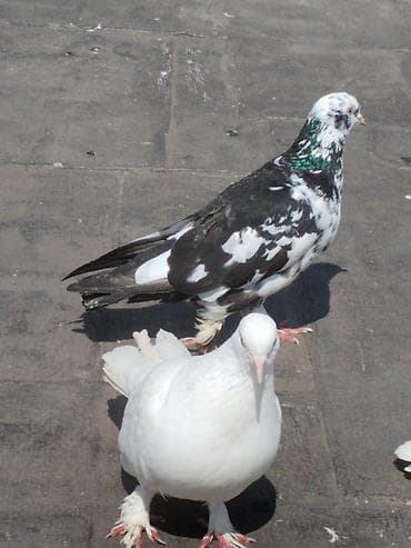 Quşlar: Ev göyərçinləri – müxtəlif rəng və cinslər Cutler 15 azn - Qrup — 2