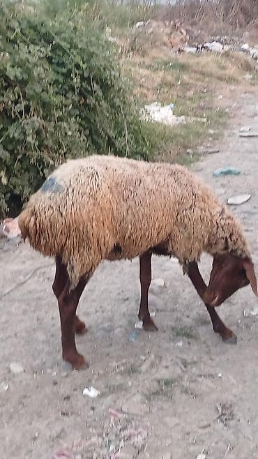 cucə və xoruz: Dişi, il: 2, 30 kq, Damazlıq, Ünvandan götürmə — 3