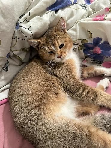 Digər heyvanlar: Britan — 1