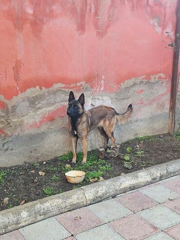 Akvariumlar: Belçika çoban iti — 2