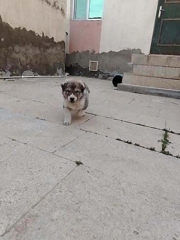 it aliram bakida: Kanqal, 1 ay, Erkek — 6