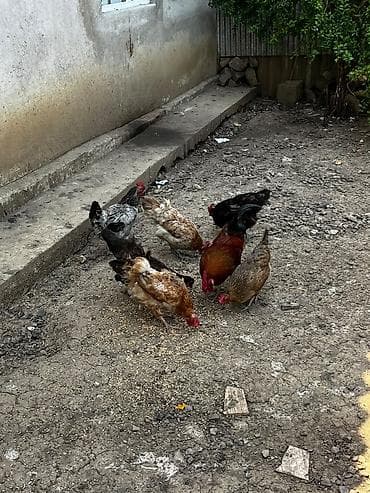 barter toyug: Toyuq, Damazlıq, Ödənişli çatdırılma — 3