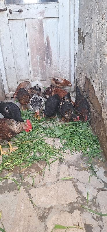 Куры: Курица, Для разведения, Платная доставка — 2